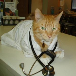 Ivan the Cat, Clinic CEO