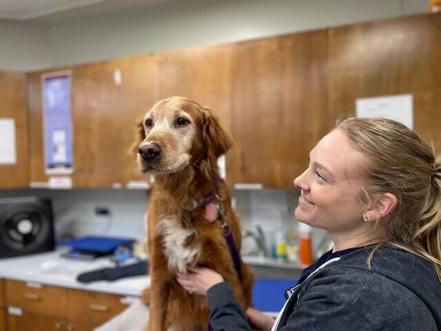 wellness-veterinary-clinic